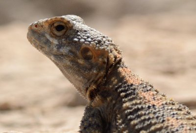 Rock Agama ( Agamo stellio )