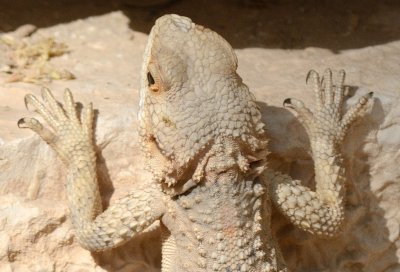 Rock Agama ( Agamo stellio )