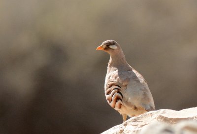Sand Partridge  (Ammoperdix heyi)