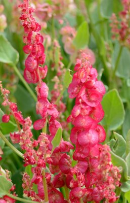 Knotweed' sorrel, dock  ( Rumex cyprius )