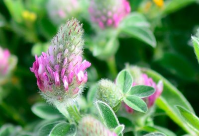 Purple clover ( Trifolium purpureum )