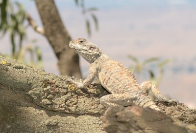Rock Agama ( Agamo stellio )