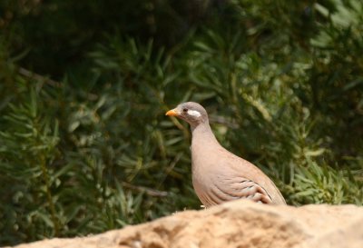 Sand Partridge  (Ammoperdix heyi)