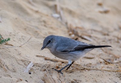 Blackstart  ( Cercomela melanura )