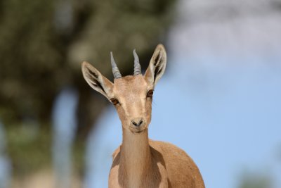Ibex ( Capra ibex nubiana )