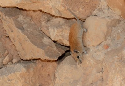 Golden Spiny Mouse