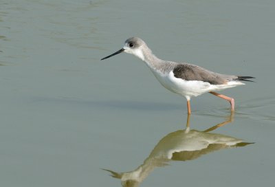 Black-winged Stilt (Himantopus himantopus)