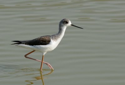 Black-winged Stilt (Himantopus himantopus)