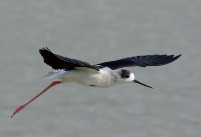 Black-winged Stilt (Himantopus himantopus)