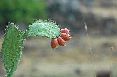 Prickly Pear ( Opuntia ficus-indica)