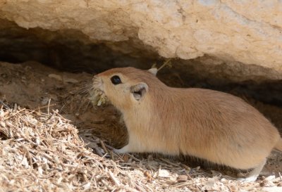 Fat Sand Rat