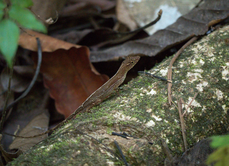 P3080081 gecko