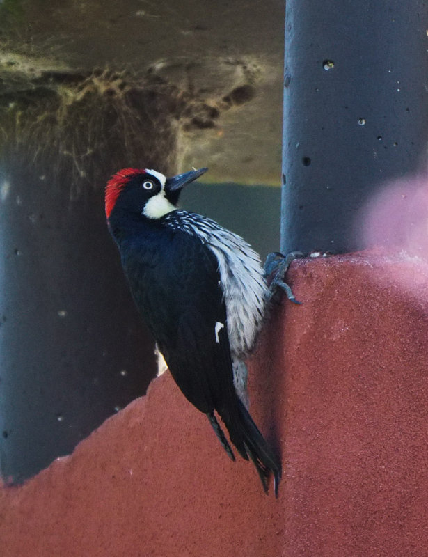 P3190589 Woodpecker at Savegre Hotel