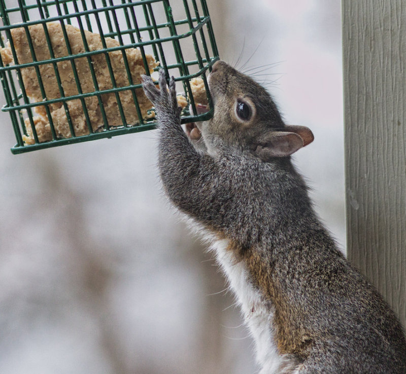 IMG_3190 How my bird feeders get chewed up!