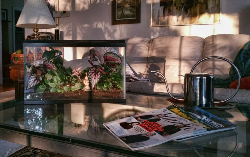 My terrariums at peak pretty stage