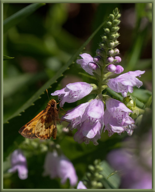 P8060069 Maybe a Fiery Skipper?