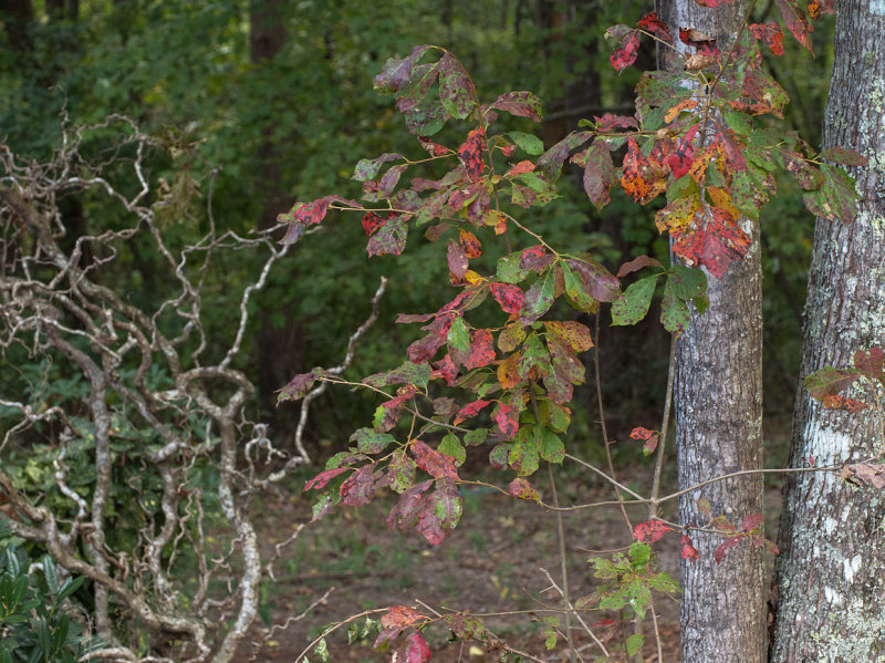 PZ230128 Looks like its going to be a spotty fall