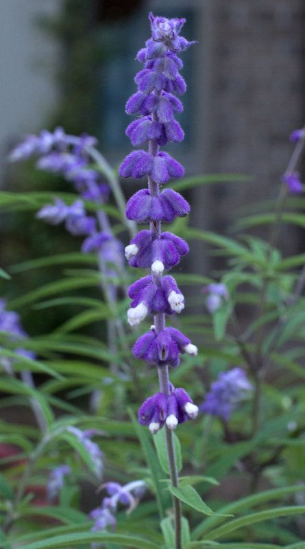 SIL70002 Salvia Leucantha Surprise