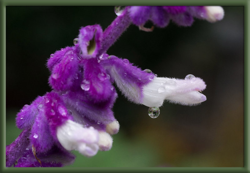 SIL80248 Salvia Leucantha