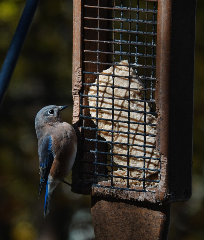 DSC01091 bluebird on suet