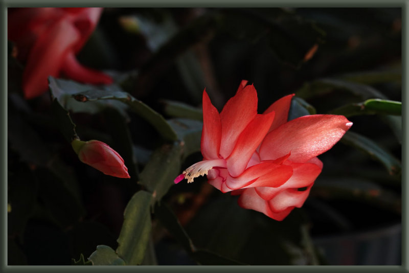 DSC01798 schlumbergera