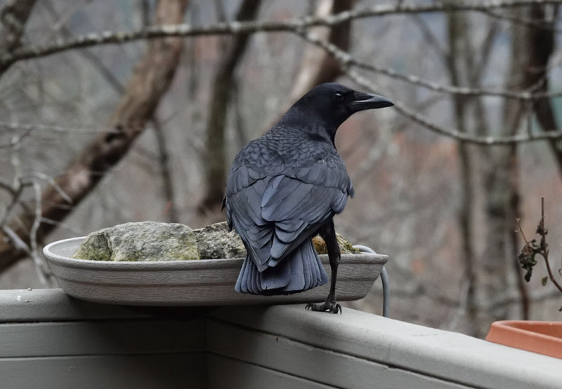 DSC02283 Waiting for the pileated woodpecker to leave the suet feeder