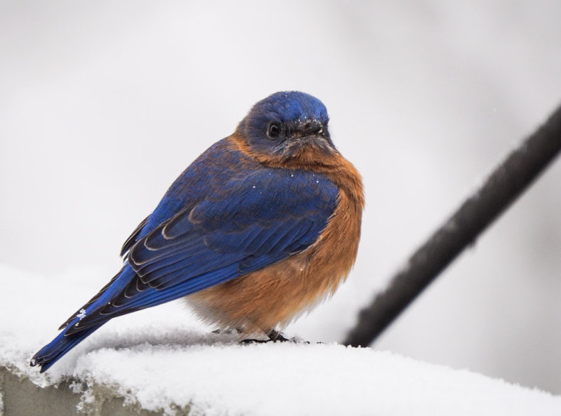 PZ090255 waiting bluebird.jpg