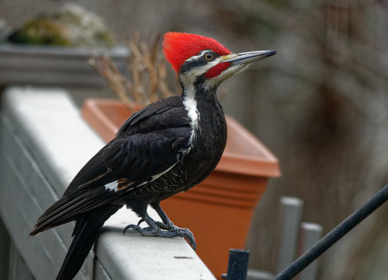 DSC04394_DxO pileated woodpecker on railing