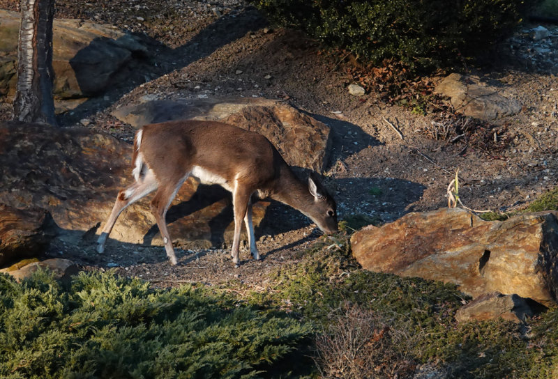 DSC04809_DxO more grazing