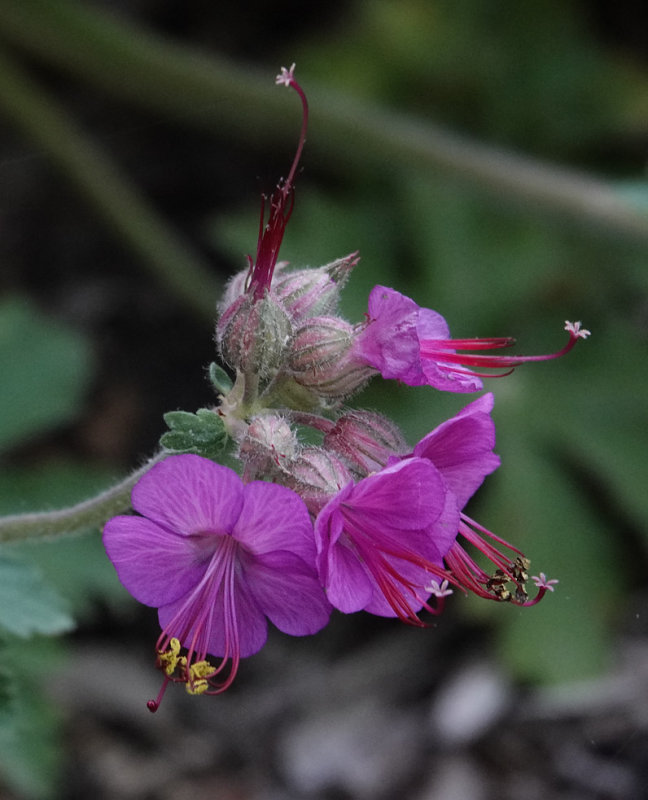 DSC01833 wild (?) geranium