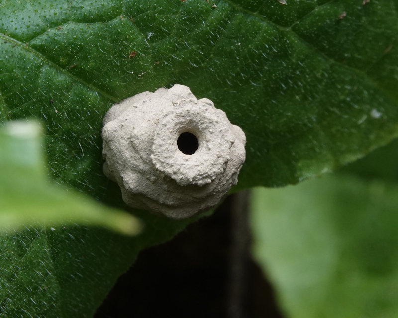 DSC02085 Potter Wasp Nest