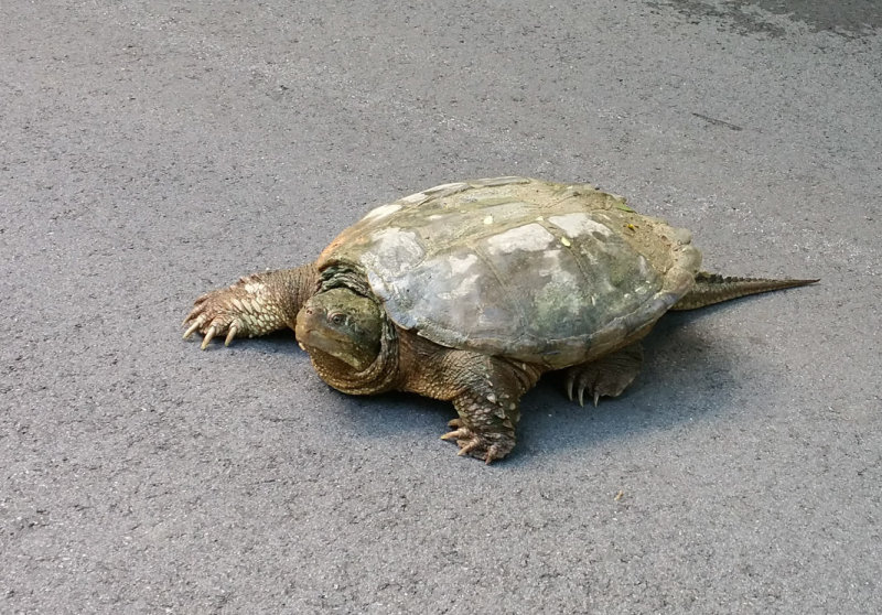 Snapping Turtle