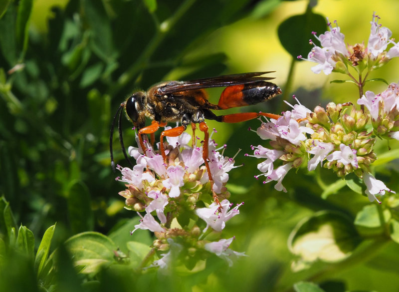 PZ090004 Great Golden Digger Wasp