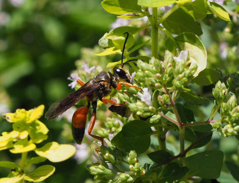 PZ090009 Great Golden Digger Wasp