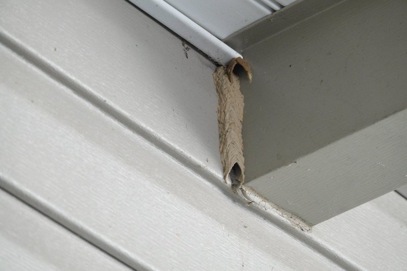 Just discovered this mud dauber or organ pipe wasp nest this morning