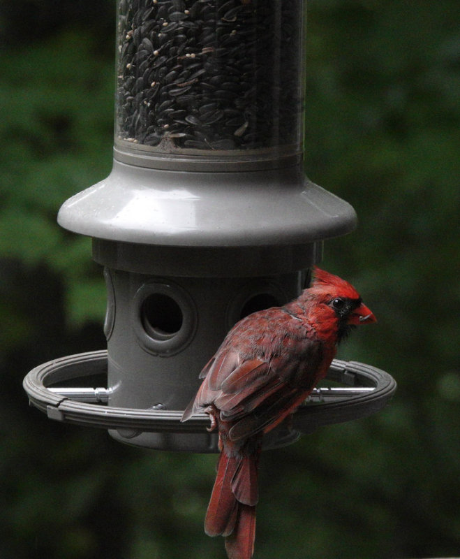 DSC05273 Molting Cardinal