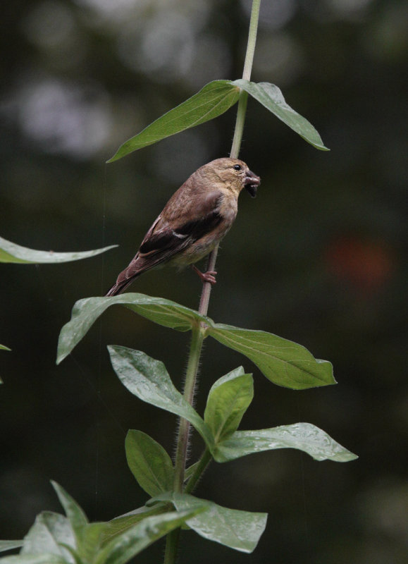 DSC05292 female goldfinch