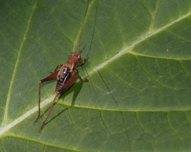 P9260003 hapithus agitator male - Restless Bush Cricket