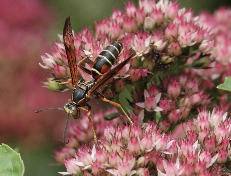 DSC05711 paper wasp feeding on sedum