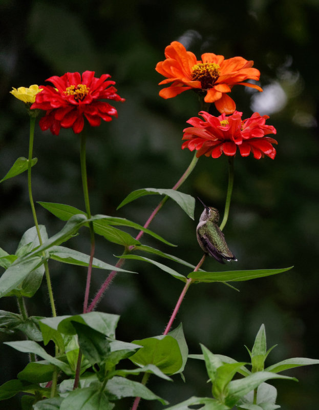 DSC05730 Hummingbird looking for a target