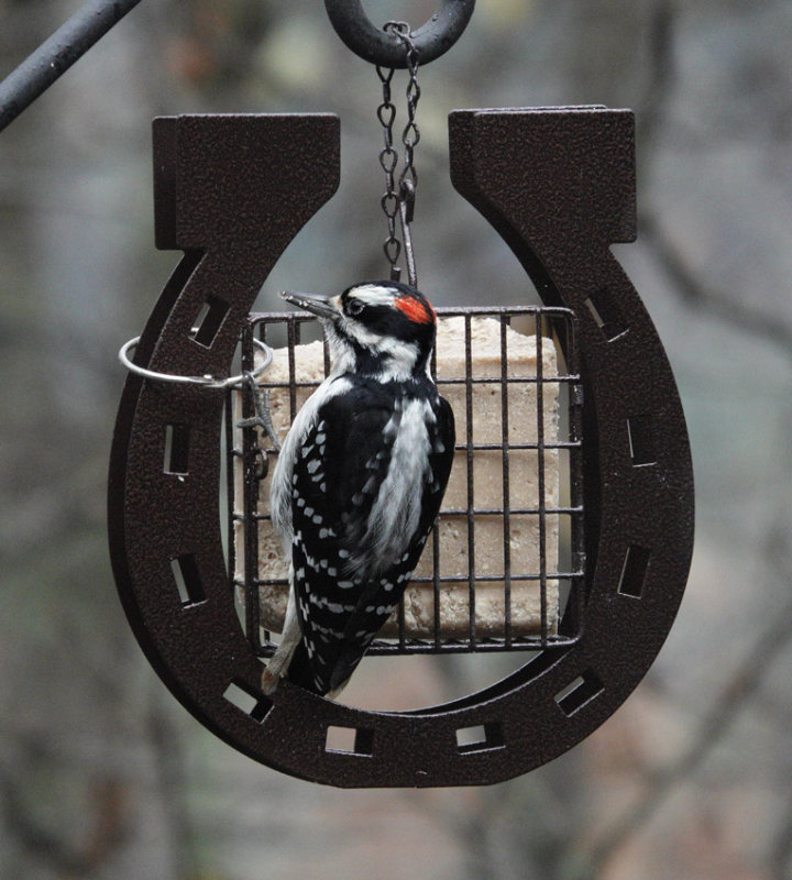 DSC07325 Male Hairy Woodpecker