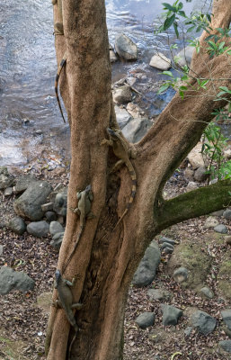 P1130622 iguanas in tree