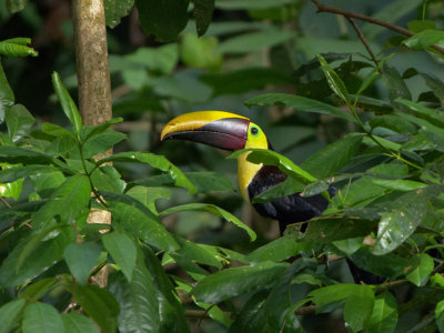 P3070059 toucan