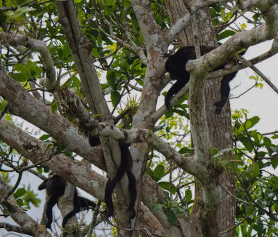 P3110330 lazing monkeys in trees