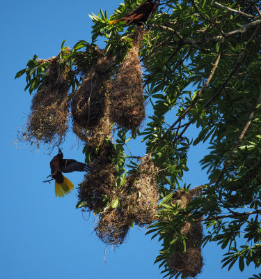 P3130228 bird nests