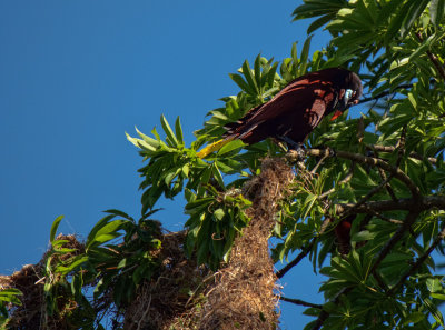 P3130237 Hanging nest bird