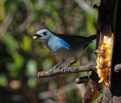 P3190640 Bluebird at banana feeder