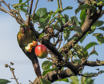 P3190724 Parrot in Apple Tree