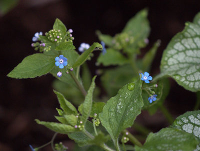 P4050025 Variegated Brunnera Jack Frost