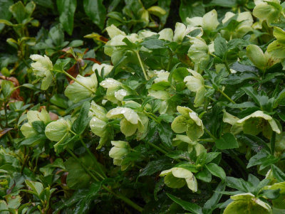 Wet Hellebores (Lenten Rose)